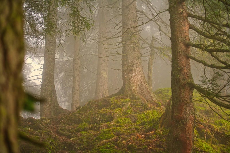 Forest Lodge